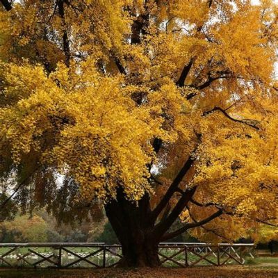  Under the Shade of the Ginkgo Tree: A Haunting Italian Mystery